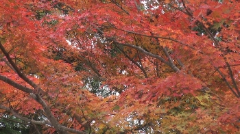 一部の木は、こんなに綺麗に赤く染まっていました！